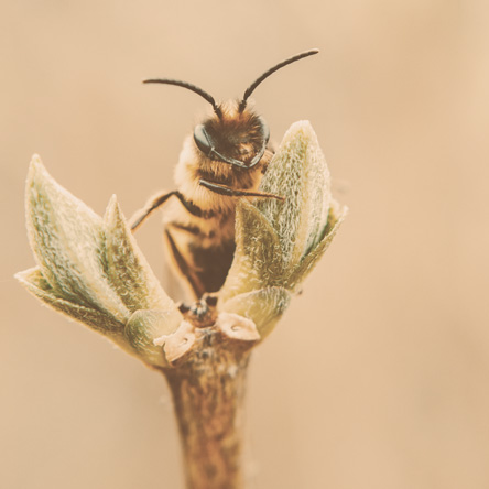 Honeybee on flower 0 Photo by Lisa Fotios